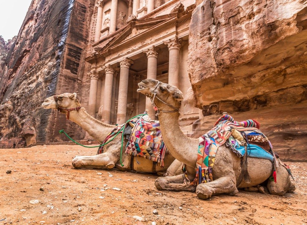 2 camels in Petra, Jordan