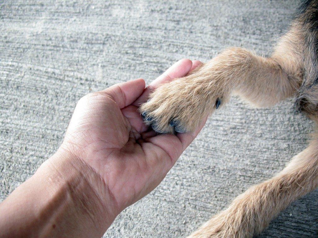 holding dogs hand