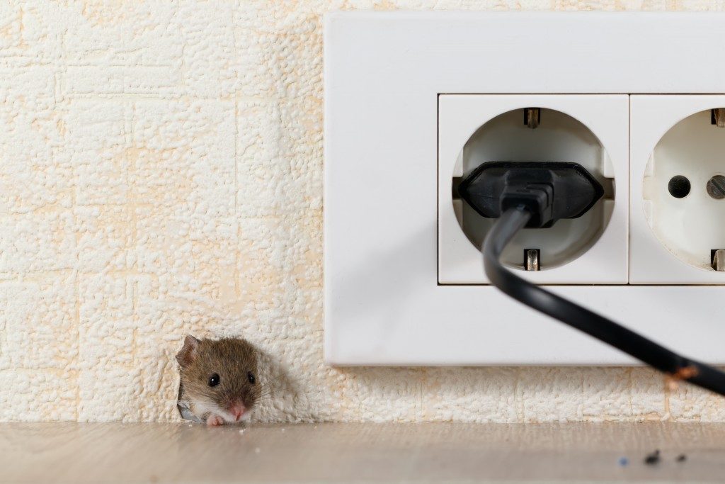 MIce on hole of home's wall