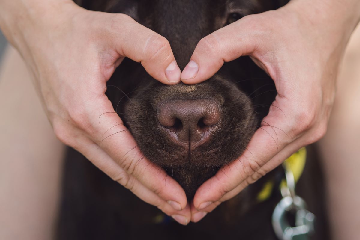 heart sign with hands on dogs nose