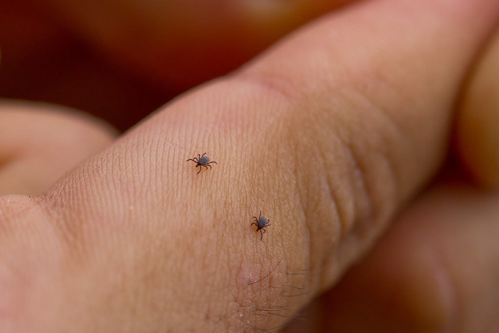 Two mite ticks seen on a hand finger